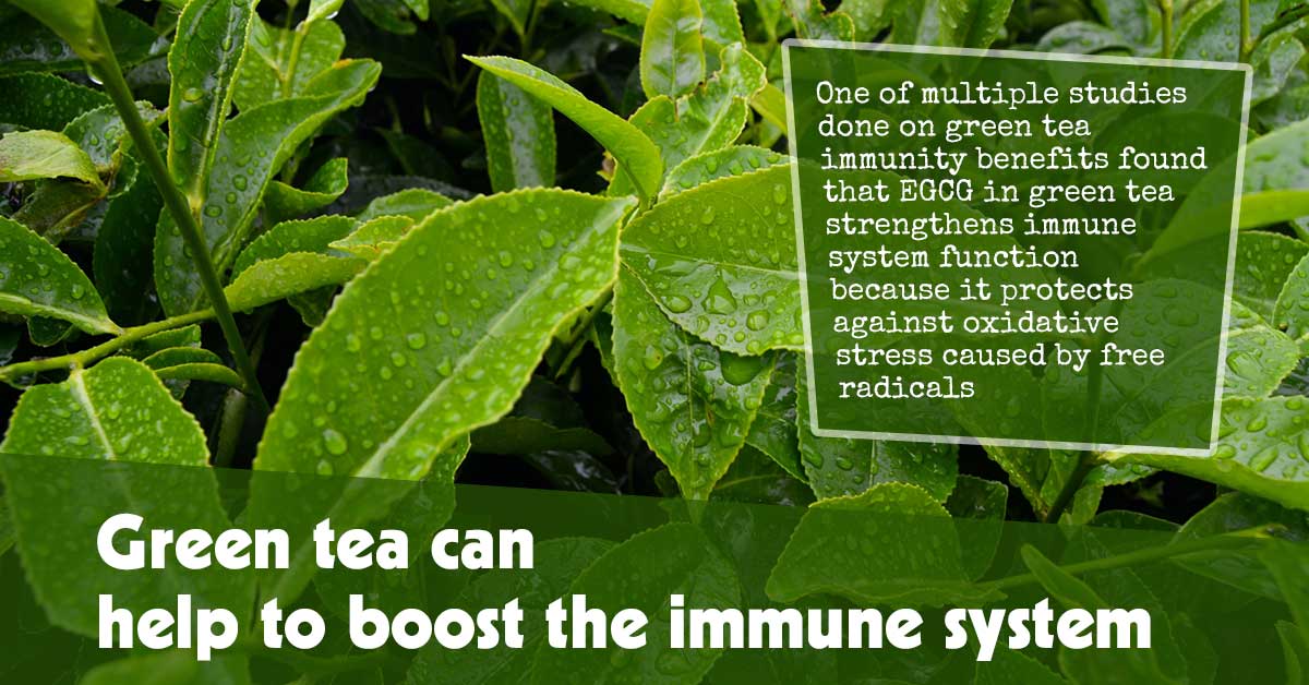 Enhancing the Immune System: 5 Top Herbs to Consider